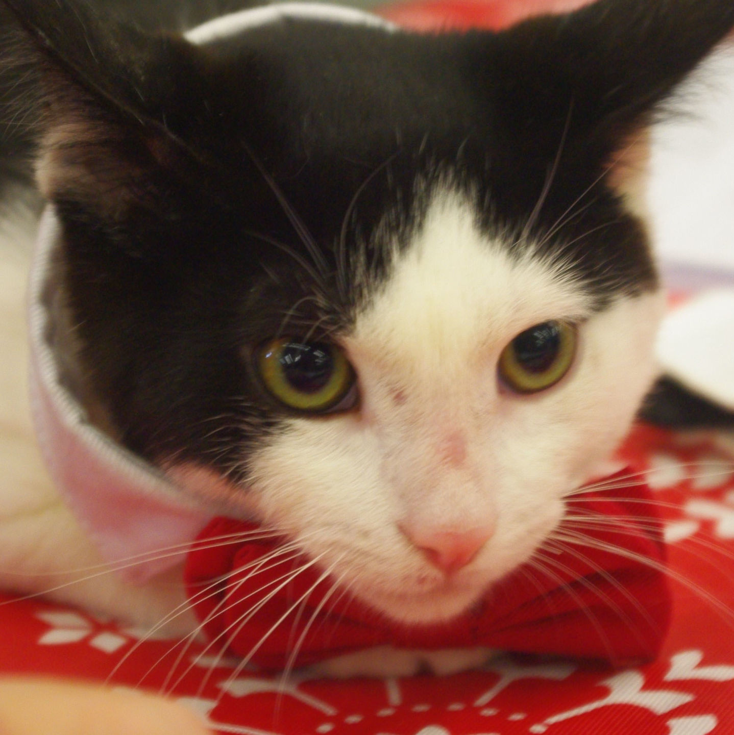 Pets of the Week: Marley